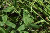 View full-size image Trifolium ambiguum