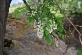 View full-size image Robinia pseudoacacia