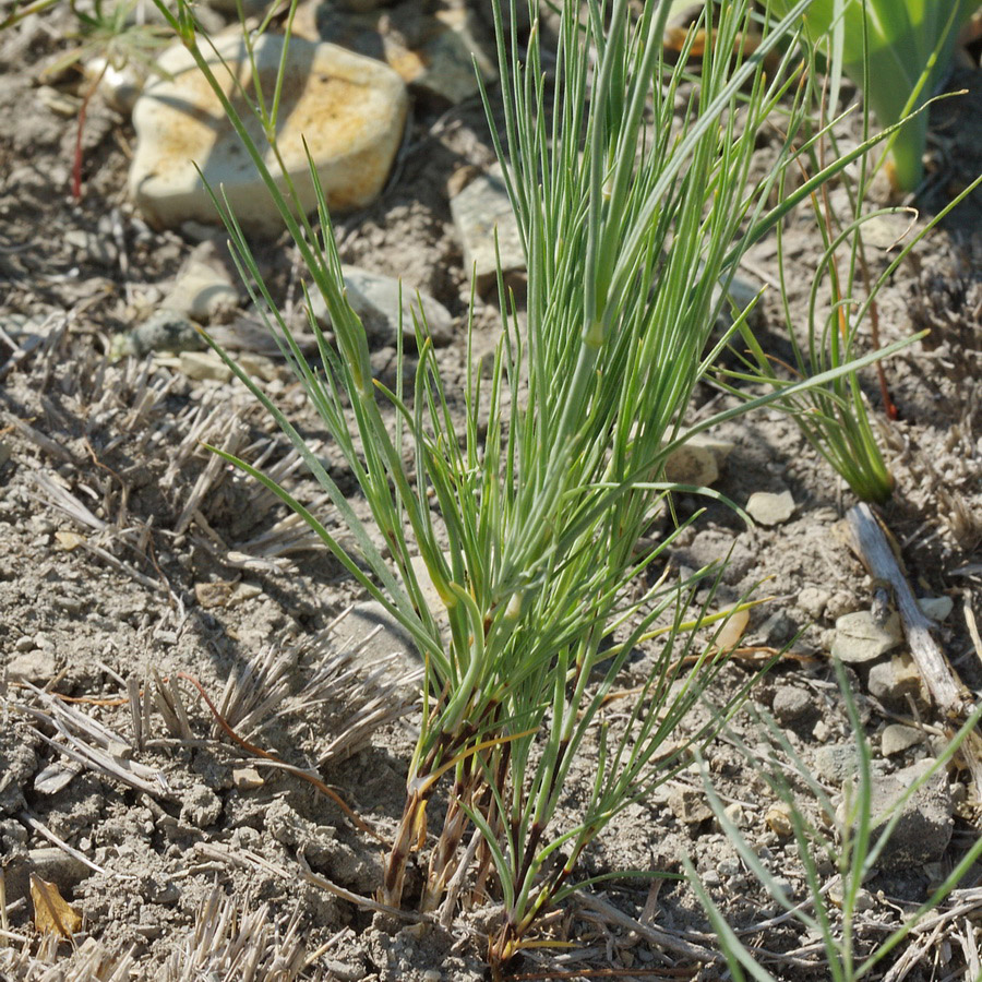 Image of Eremogone koriniana specimen.