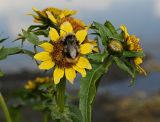 Bidens cernua variety radiata. Соцветия на верхушке стебля. Восточный Казахстан, берег оз. Маркаколь. Август 2008 г.