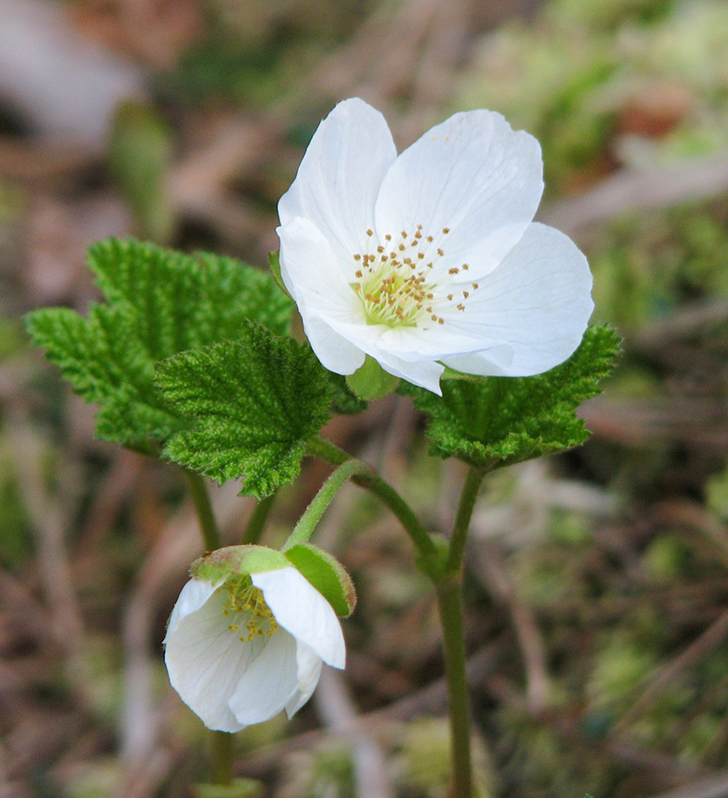 Image of Rubus chamaemorus specimen.