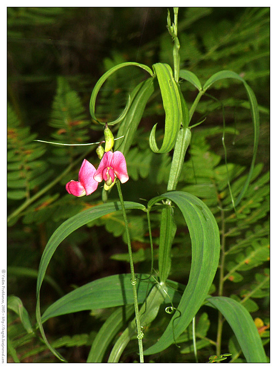 Image of Lathyrus sylvestris specimen.