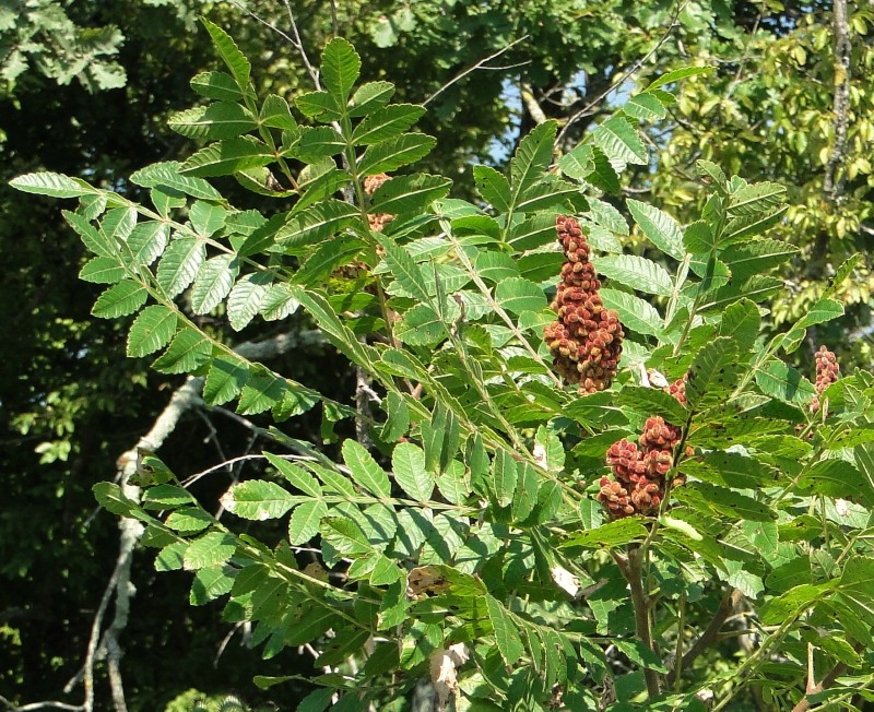 Image of Rhus coriaria specimen.