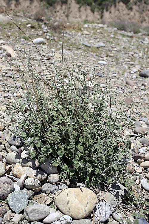 Image of Nepeta olgae specimen.