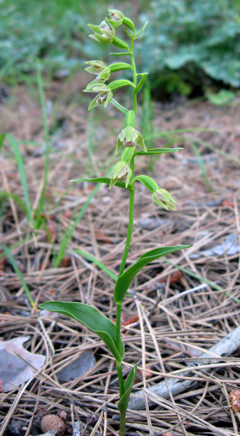 Image of Epipactis persica specimen.