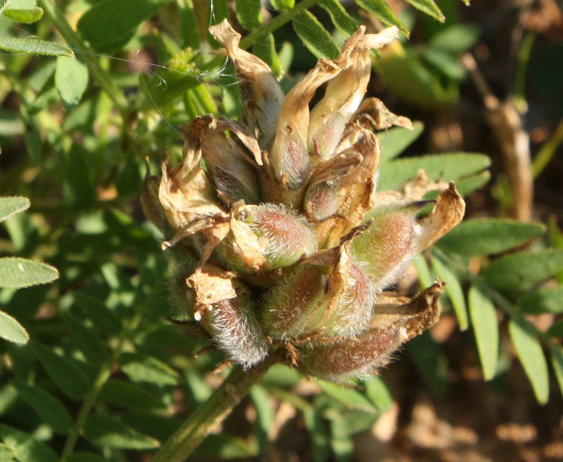 Изображение особи Astragalus danicus.