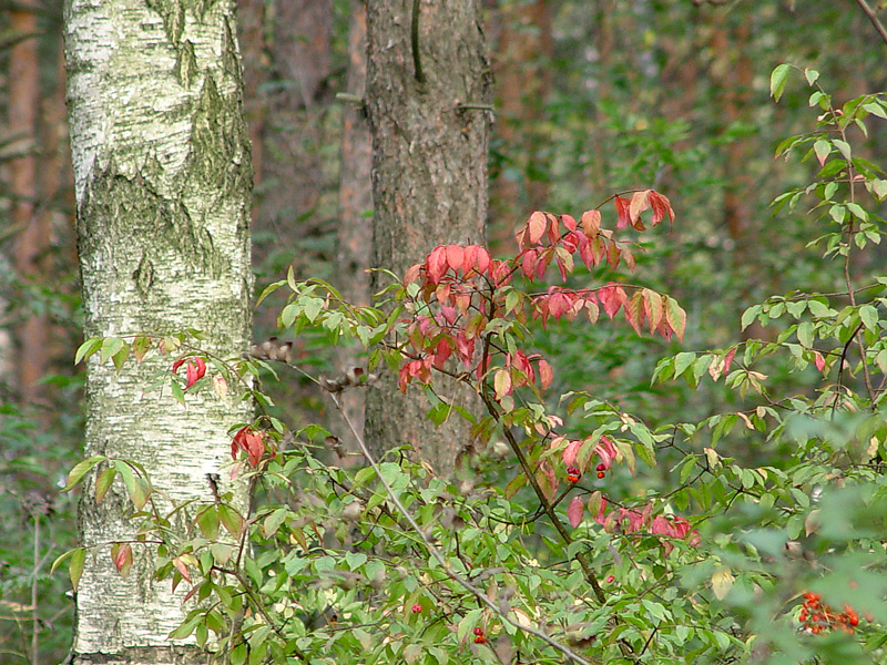 Image of Euonymus verrucosus specimen.