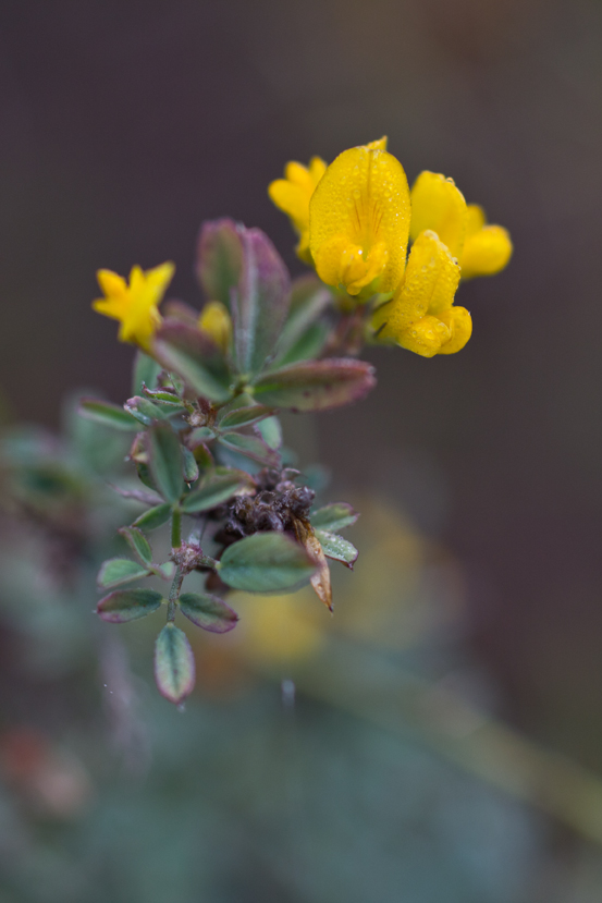 Изображение особи Medicago falcata.