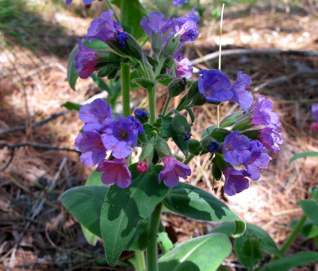 Image of Pulmonaria mollis specimen.