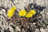 Taraxacum bessarabicum