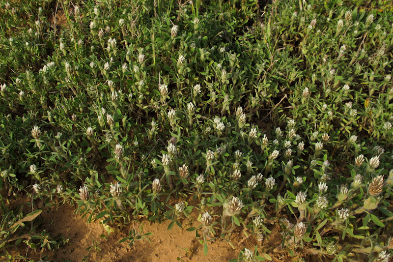 Изображение особи Trifolium palaestinum.