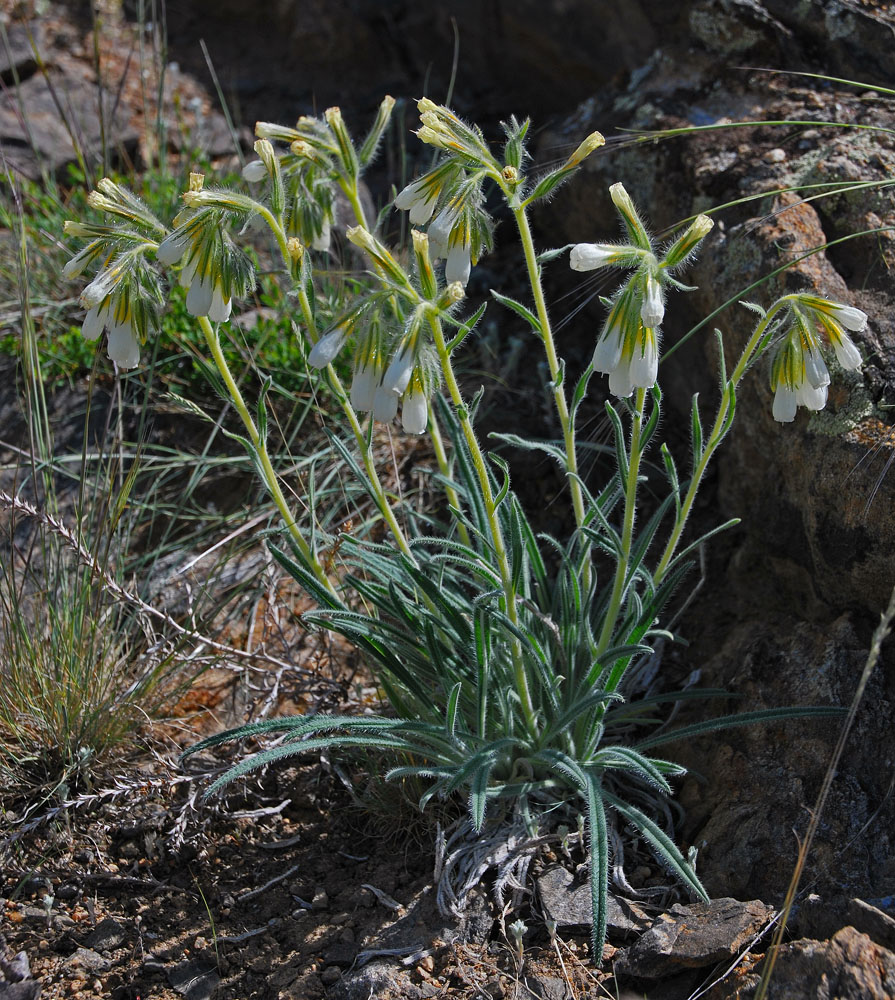 Image of Onosma fuyunensis specimen.