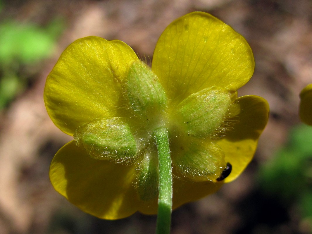 Image of Ranunculus constantinopolitanus specimen.