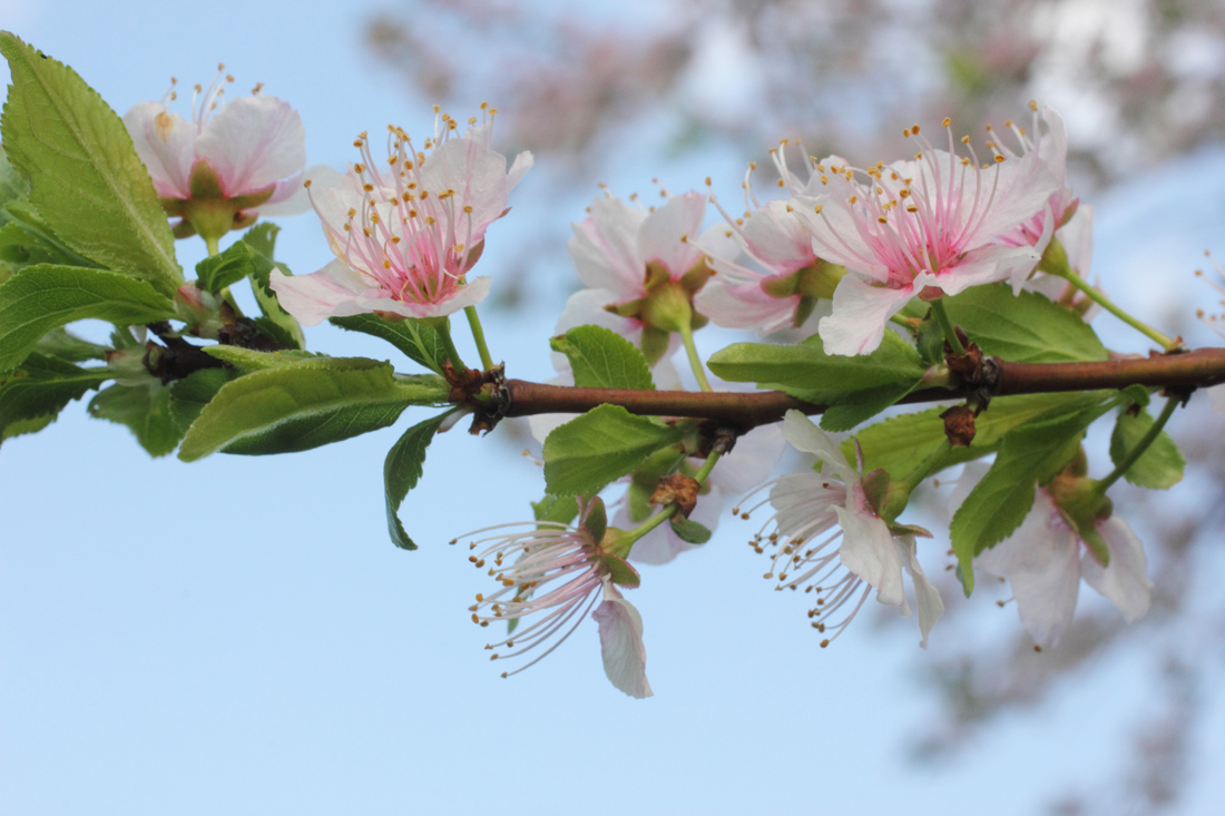 Изображение особи род Prunus.