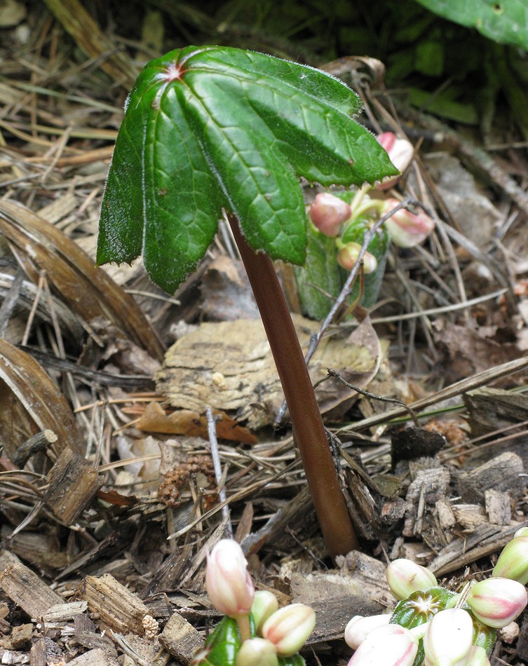 Изображение особи род Podophyllum.