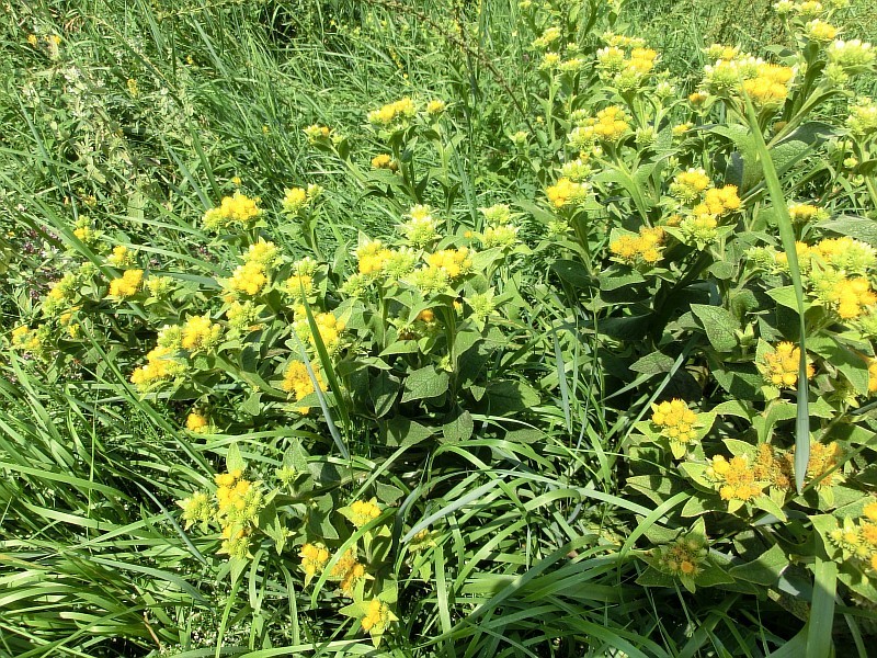 Изображение особи Inula thapsoides.