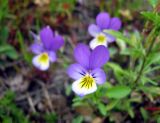 Viola tricolor