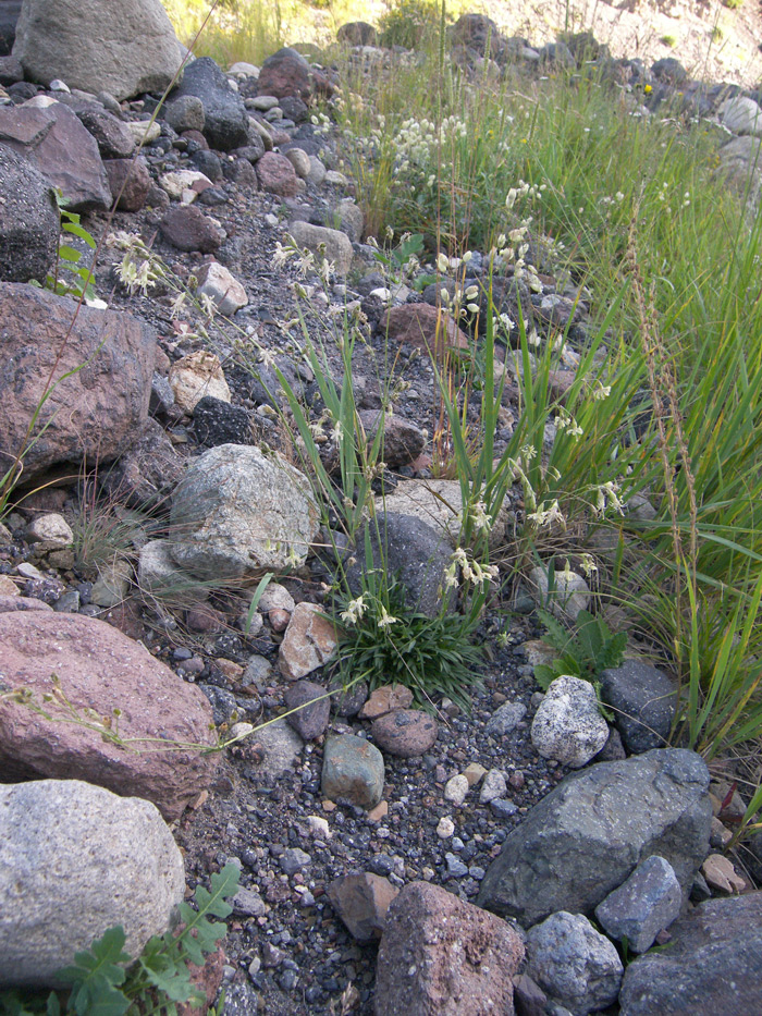 Image of Silene saxatilis specimen.