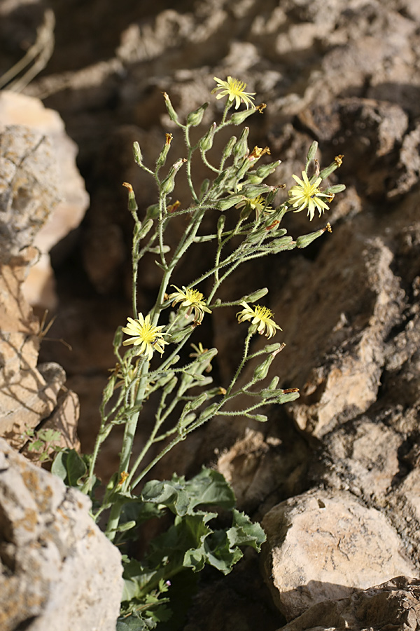 Image of Steptorhamphus crassicaulis specimen.