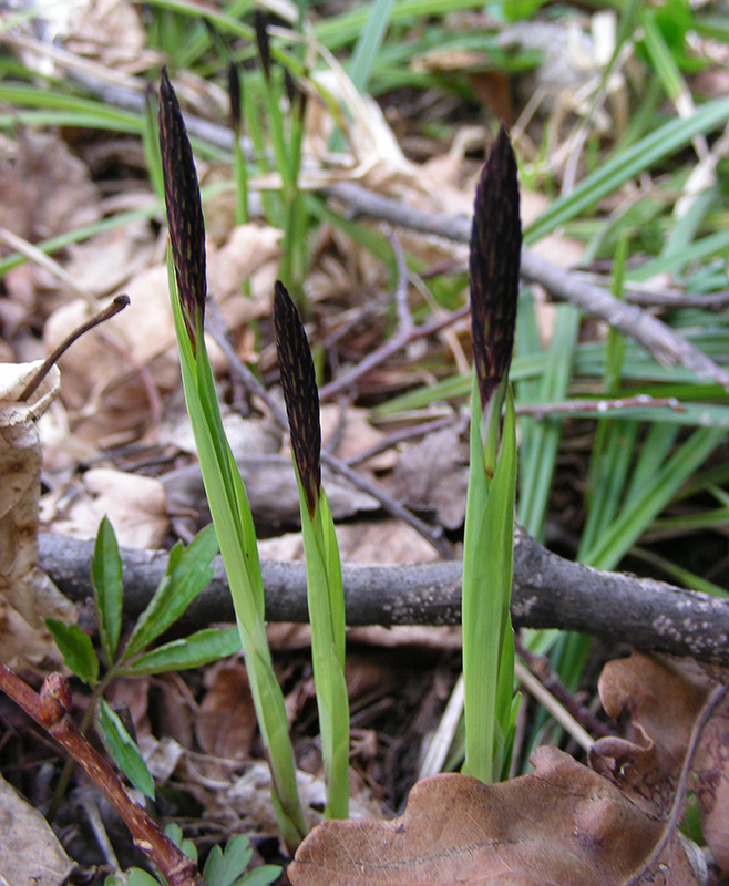 Изображение особи Carex pilosa.