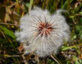 Clematis integrifolia