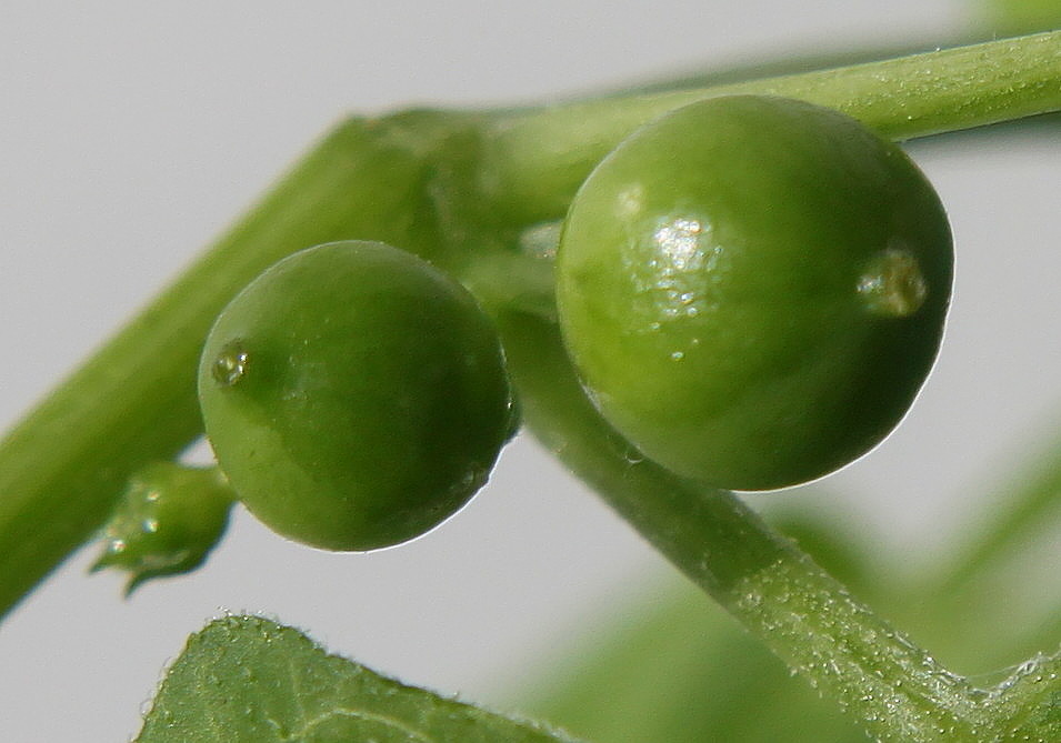 Image of Bryonia dioica specimen.