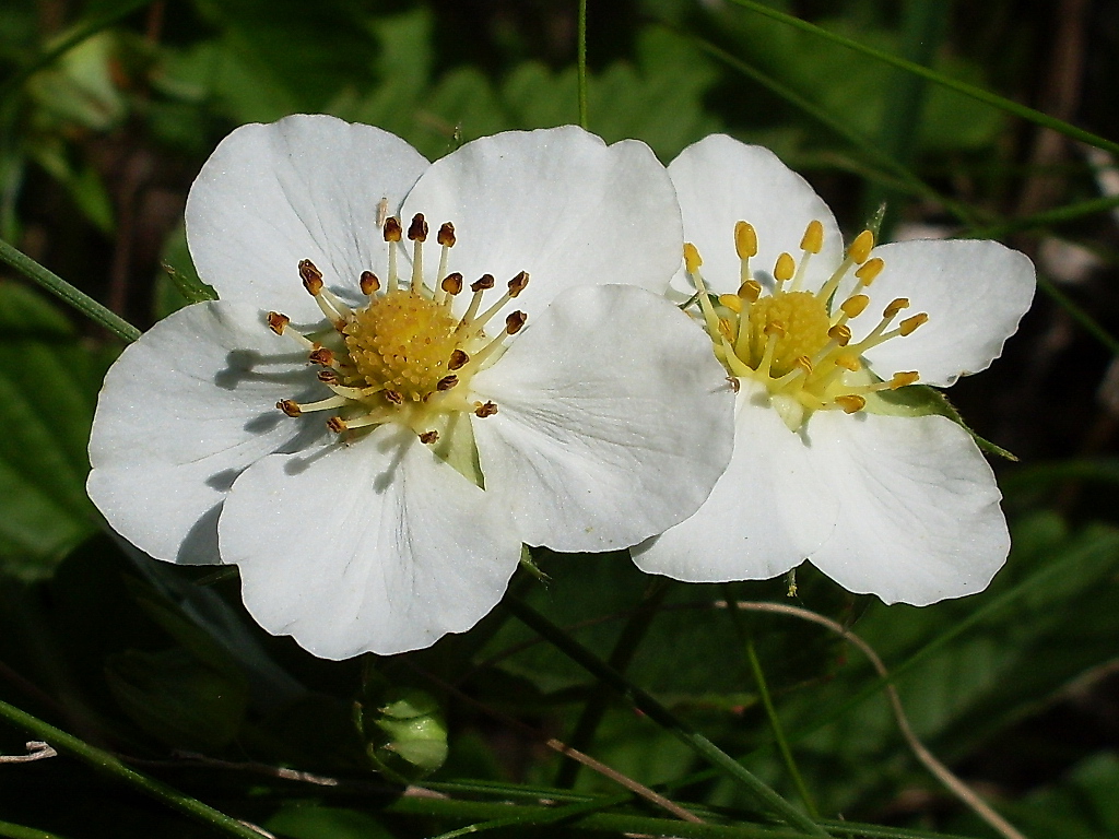 Image of Fragaria viridis specimen.