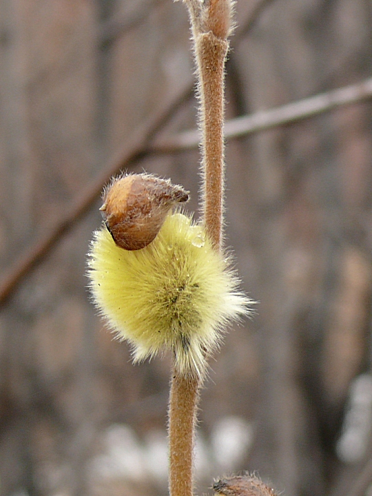 Image of Salix lanata specimen.