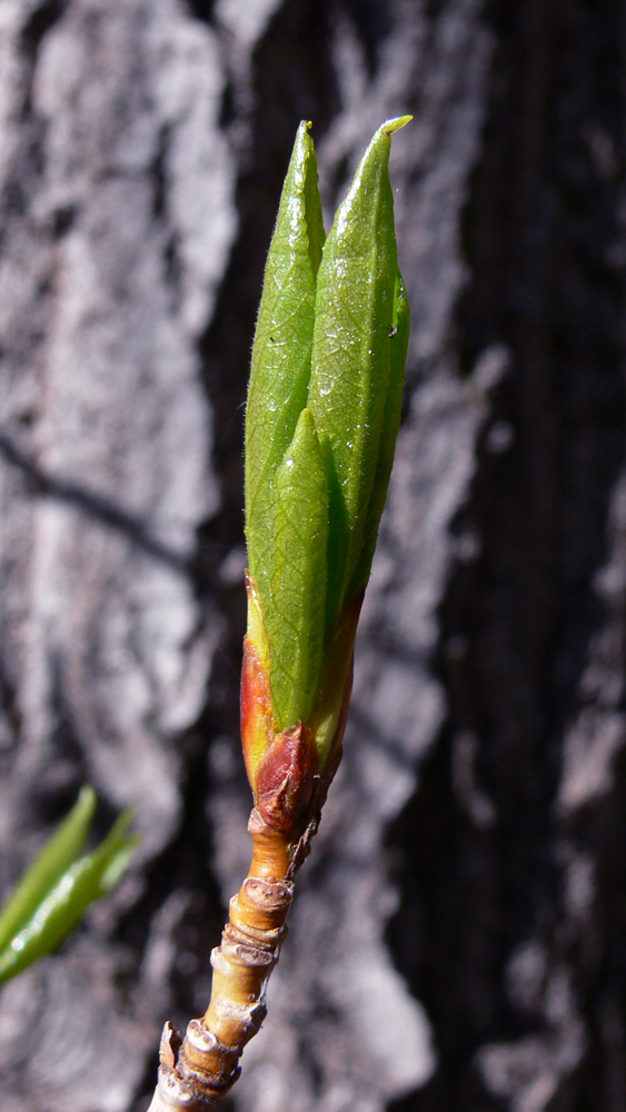 Image of Populus &times; sibirica specimen.