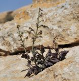 Scrophularia xylorrhiza. Цветущее растение. Israel, Negev Mountains. 16.04.2010.