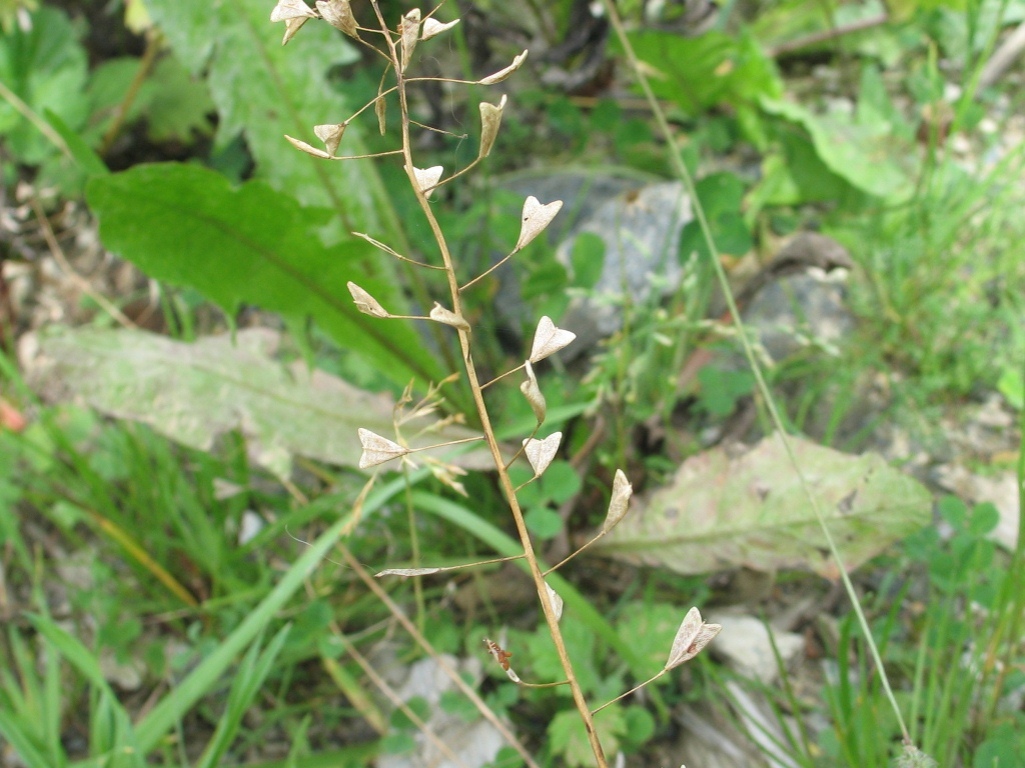 Image of Capsella bursa-pastoris specimen.