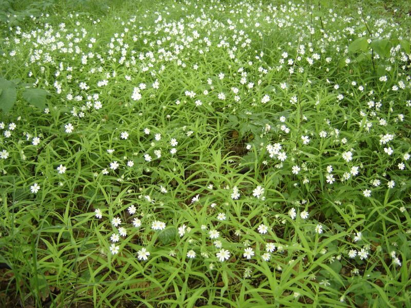 Image of Stellaria holostea specimen.