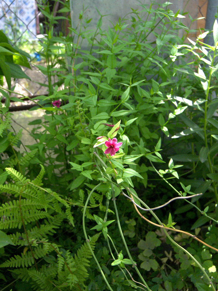 Image of Jasminum beesianum specimen.