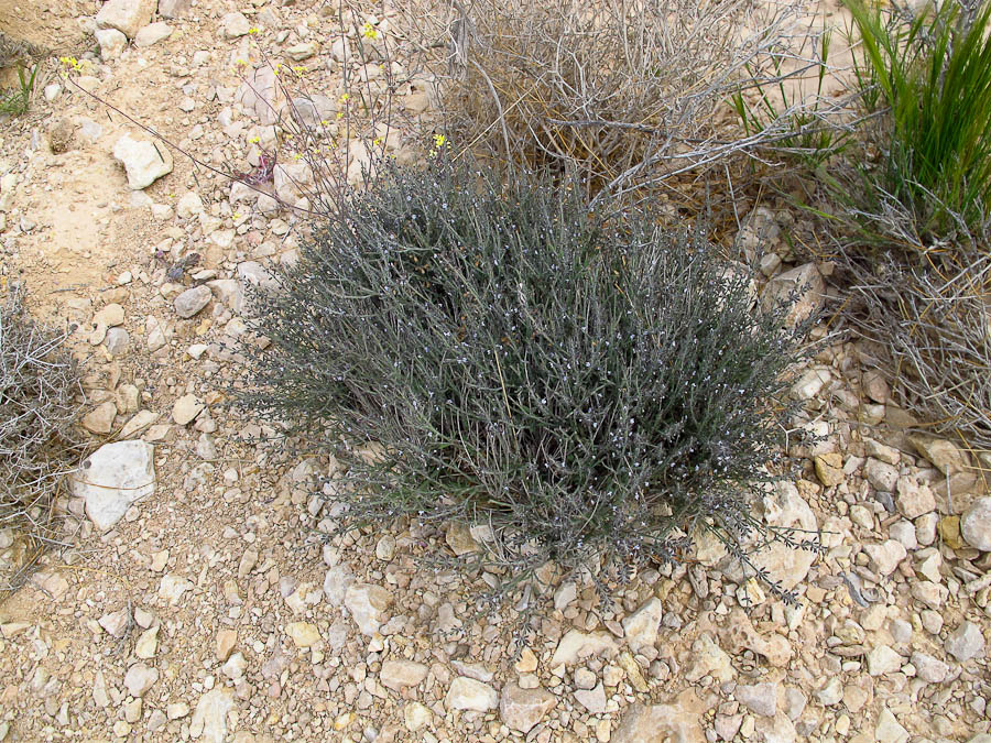 Изображение особи Salvia aegyptiaca.