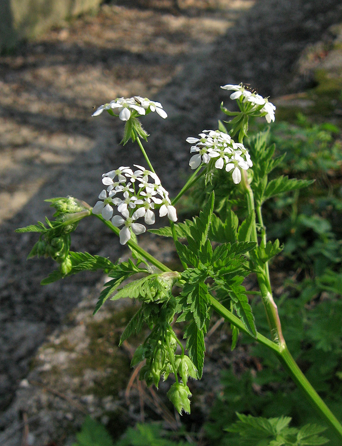 Изображение особи Anthriscus sylvestris var. nemorosa.