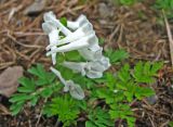 Corydalis vittae