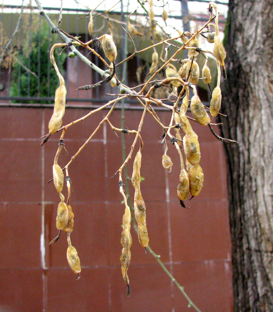 Image of Styphnolobium japonicum specimen.