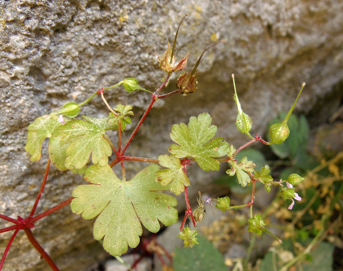 Image of Geranium lucidum specimen.