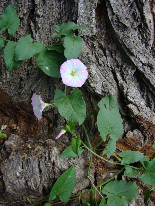 Image of Convolvulus arvensis specimen.