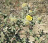 Pulicaria vulgaris. Веточка с советиями. Краснодарский край, Щербиновский район, урочище Лиман Большой, сазовая степь, обочина дороги. 28.06.2013.