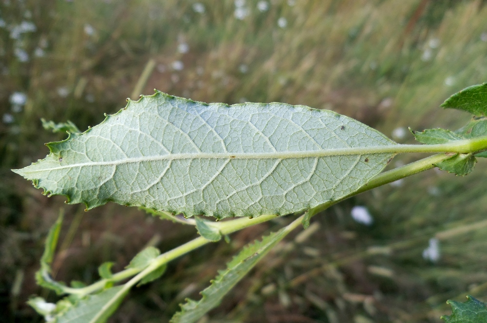 Image of Salix myrsinifolia specimen.