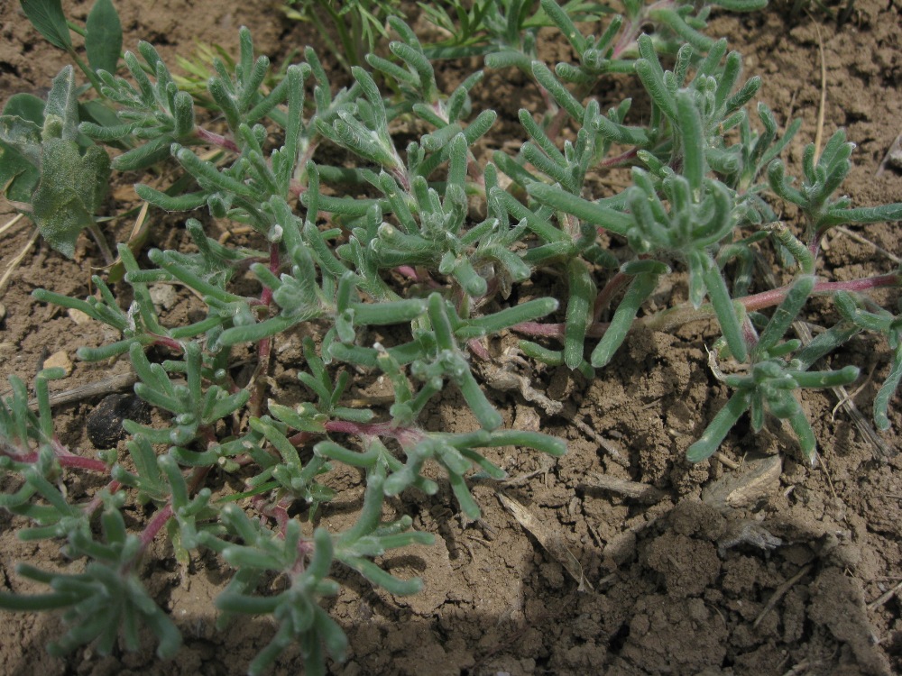 Image of Halimocnemis rarifolia specimen.