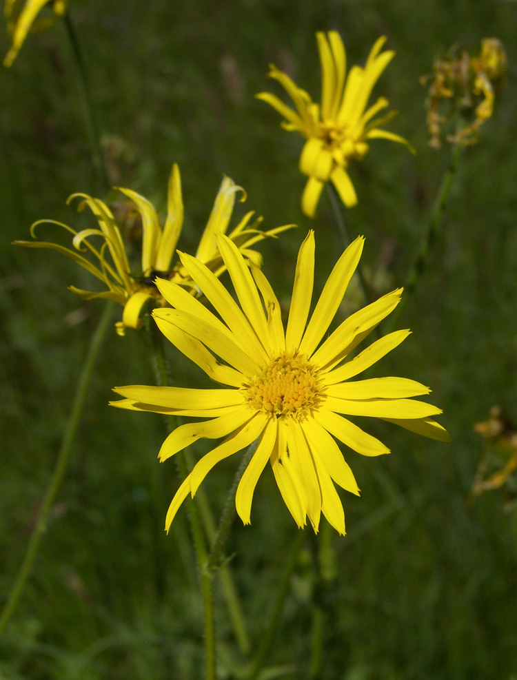 Image of Doronicum macrophyllum specimen.