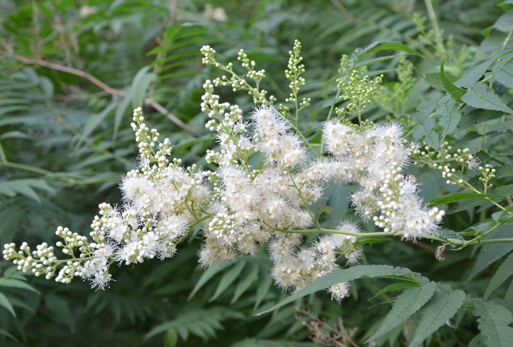 Image of Sorbaria sorbifolia specimen.