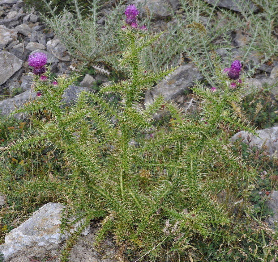 Image of Carduus tmoleus specimen.