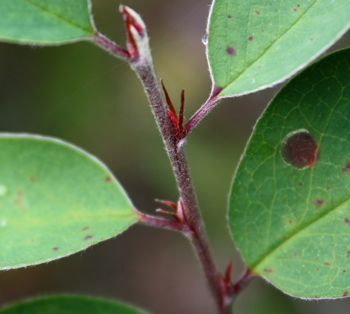 Image of Cotoneaster integerrimus specimen.