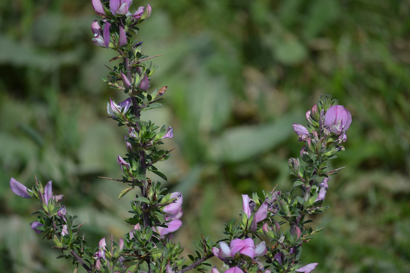 Изображение особи Ononis arvensis ssp. spinescens.