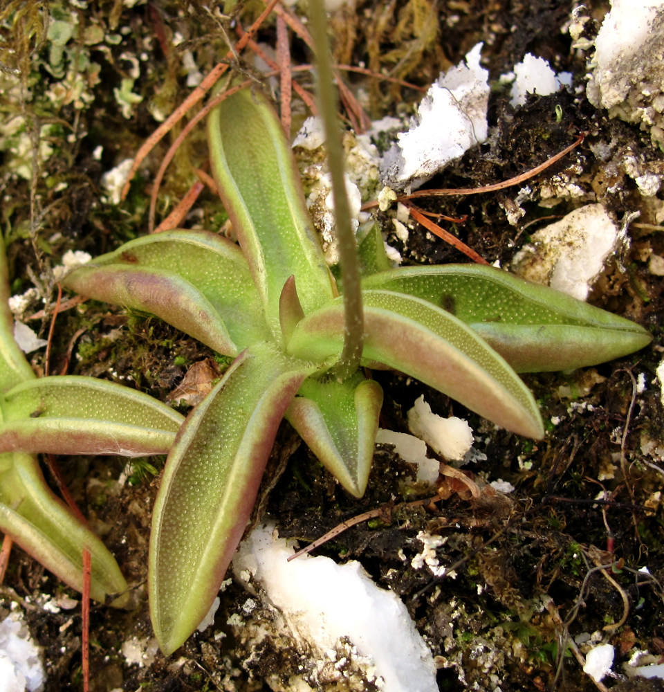 Изображение особи Pinguicula alpina.