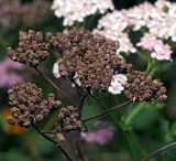 Achillea millefolium. Верхушка плодоносящего растения на фоне цветущего. Московская обл., Раменский р-н, окр. дер. Хрипань, садовый участок. 23.08.2013.