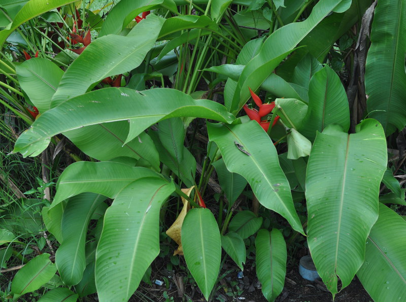 Image of Heliconia stricta specimen.